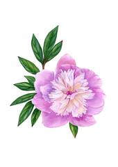 Watercolor pink peony flower with green leaves. Hand drawn botanical illustration with pink peony can be use as print, poster, postcard, invitation, greeting card, packaging design, label.