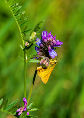butterfly on flower