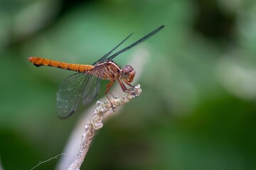 Macro shot of a carmine skimmer dragonfly on a branch against green blurry background