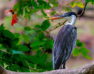 Rear closeup of a pied heron perched on a tree branch with leaves blurred background