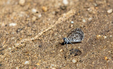 Closeup of the Cassius blue butterfly on a sandy sunlit ground