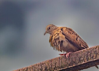 Closeup of a ruddy ground dove perched on a branch with gloomy blurred background