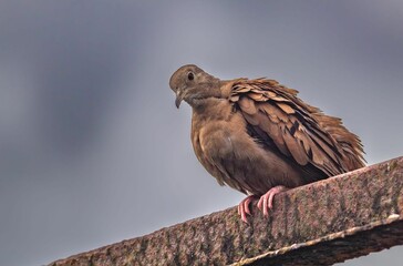 Close-up shot of a Ruddy Ground Dove with gray cloudy sky in background