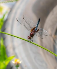 Vertical closeup of a dragonfly on green plant stem