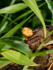 Selective focus shot of yellow Gymnopilus mushroom seen through green leaves