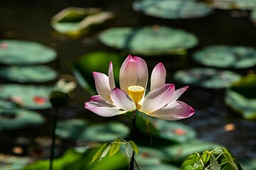 Closeup of pink  sacred lotus flower in the pond on blur background