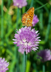 butterfly on flower