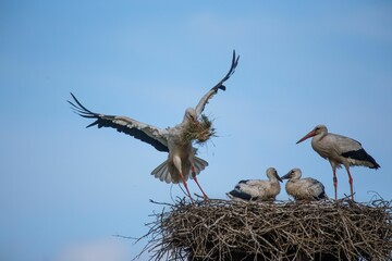 Family of White storks making a nest under the blue clear sky