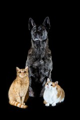 Obraz na płótnie Canvas Vertical shot of a Dutch Shepherd sitting with two Tabby cats on a black background