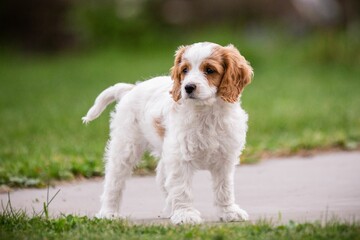 Cute Cavachon dog standing in the park