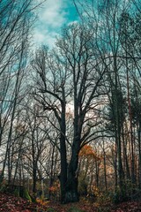 Vertical shot of old bare trees in a forest