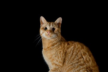 Closeup of a Tabby cat sitting looking at the camera on a black background