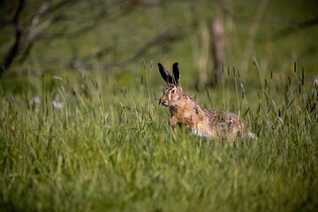 Closeup shot of a rabbit running in the grass