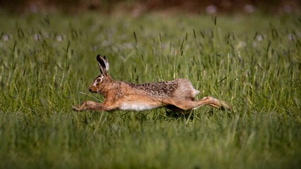 Closeup shot of a rabbit running in the grass