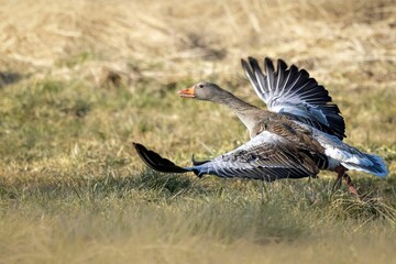 Greylag goose taking off from a bright, green grassy field.