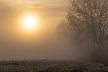 Fototapeta na wymiar trees in fog and sun shining behind them on a foggy day