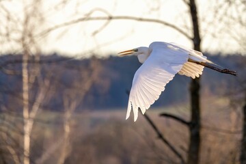 a large white bird flying near trees and a tree trunk