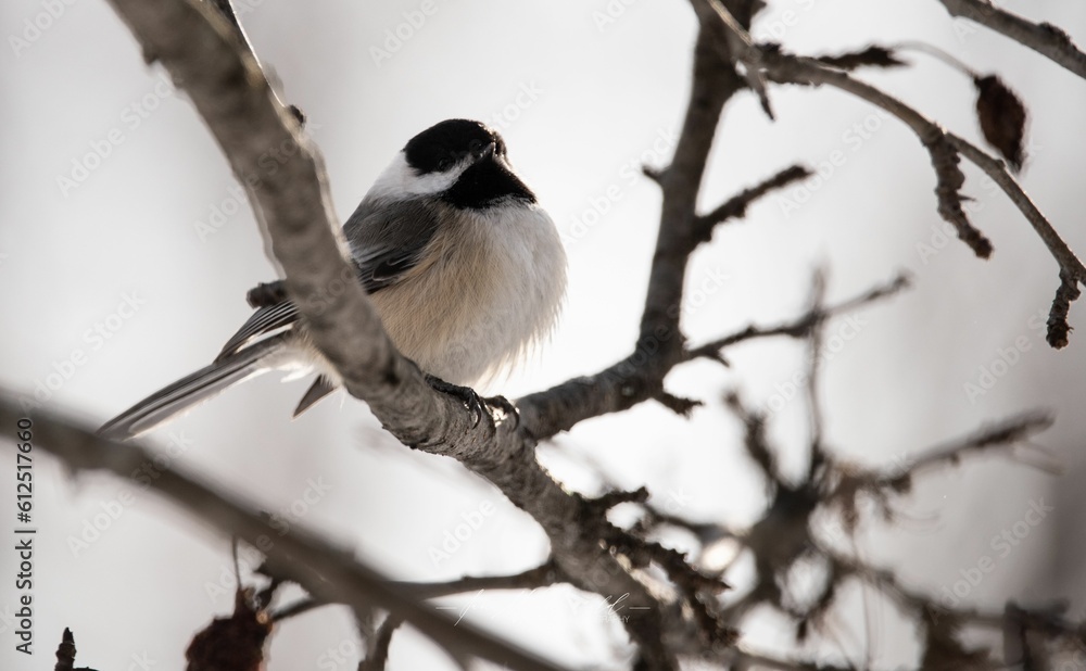 Poster chickadee bird perching on tree branches with blur background