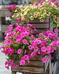 Fototapeta na wymiar Ornamental petunia flowers pink yellow in wooden flower pots.