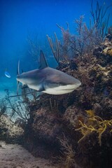 Grey reef shark swimming near vibrant coral in the turquoise waters of the ocean in the Bahamas