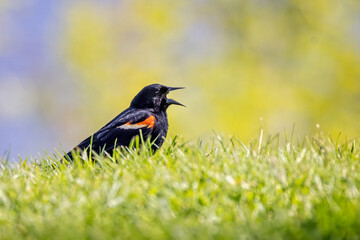 Close up of a red winged blackbird singing on ground against diffused green yellow natural background