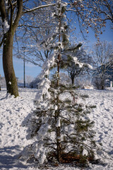 Young pine tree in winter park. Trees covered with snow on a sunny winter day.