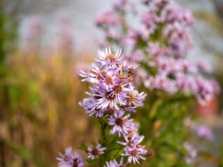 Closeup shot of Tatarinow's asters blossoming in the garden