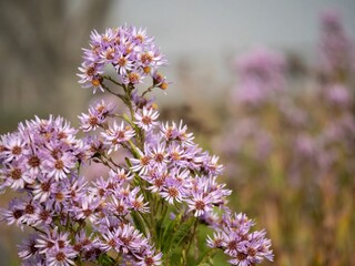 Closeup shot of Tatarinow's asters blossoming in the garden
