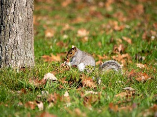 Closeup shot of a brown squirrel in a forest during the day
