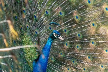 Obraz premium Proud Colorful Male indian Peacock Portrait with Full Feather Plume open with direct morning sunlight.