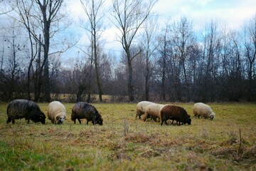 Naklejka na ściany i meble Beautiful shot of sheep grazing in a field