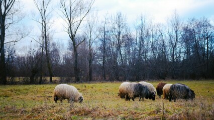 Obraz premium Beautiful shot of sheep grazing in a field