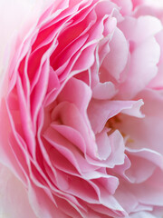 A defocused image of the soft pink layers of a flower blossom.