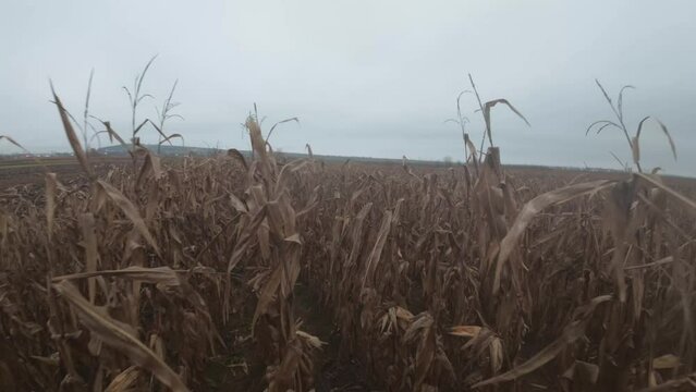 Drone shot moving over and between reed fields plants with gray sky