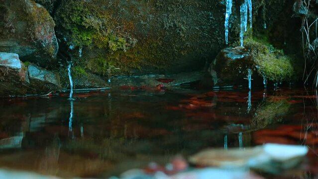 Close-up view of a water spring flowing into a swamp during winter in Romania