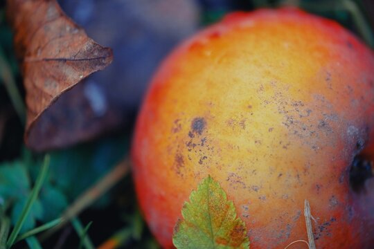 Closeup shot of a dirty apple and a dry leaf on a park floor