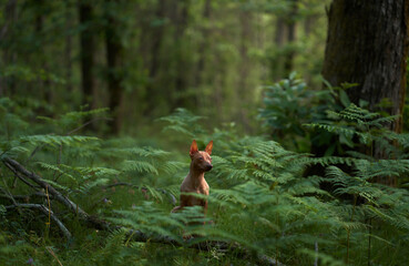 dog in ferns. American Hairless Terrier in the green forest. Pet in nature