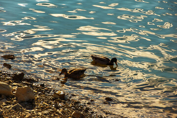 ripples on the water