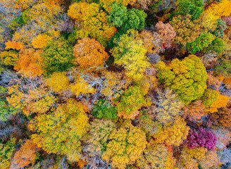Aerial shot of fall foliage in a forest.