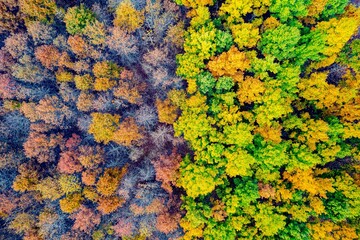 Aerial shot of fall foliage in a forest.