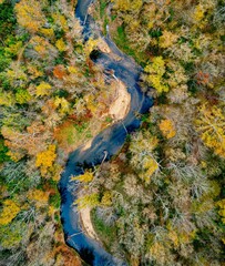 Aerial shot of fall foliage in a forest.