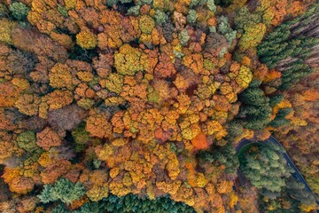 Aerial view of a forest with colorful trees around in Solingen in Germany