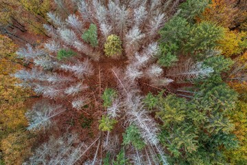 Aerial view of a forest with colorful trees around in Solingen in Germany