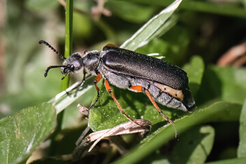 Side view of a gray Lytta Blister Beetle, with a furry and hairy abdomen, crawling up blades of green grass. Long Island, New York, USA