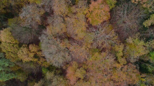 Aerial view of a forest with colorful trees around in Solingen in Germany