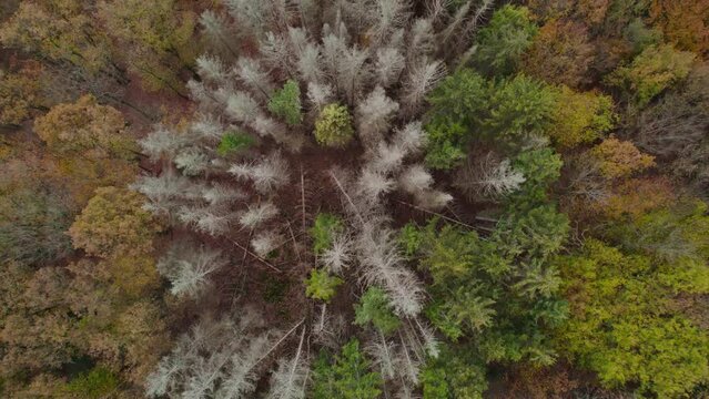 Aerial view of a forest with colorful trees around in Solingen in Germany