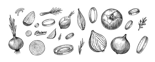 Onion bulb, Half cutout slice and rings. Hand drawn with ink in vintage style. Linear graphic outline design. Detailed vegetarian food. Vector illustration for label, poster, print