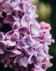 close up of a lilac flower