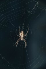 Bridge-spider (Larinioides sclopetarius) weaving a net on a dark, blurred background
