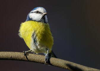 Closeup shot of a beautiful Eurasian blue tit on a branch isolated on a blurred background